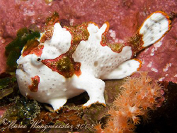Clown or Warty Frogfish (Antennarius maculatus) - Crystal... by Marco Waagmeester 